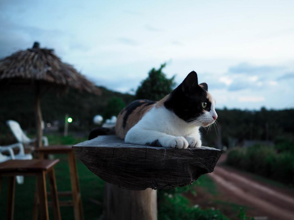 Cat Bungalow Ko Lanta Εξωτερικό φωτογραφία