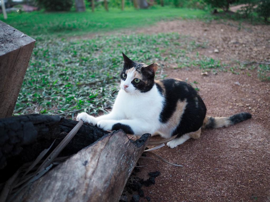 Cat Bungalow Ko Lanta Εξωτερικό φωτογραφία